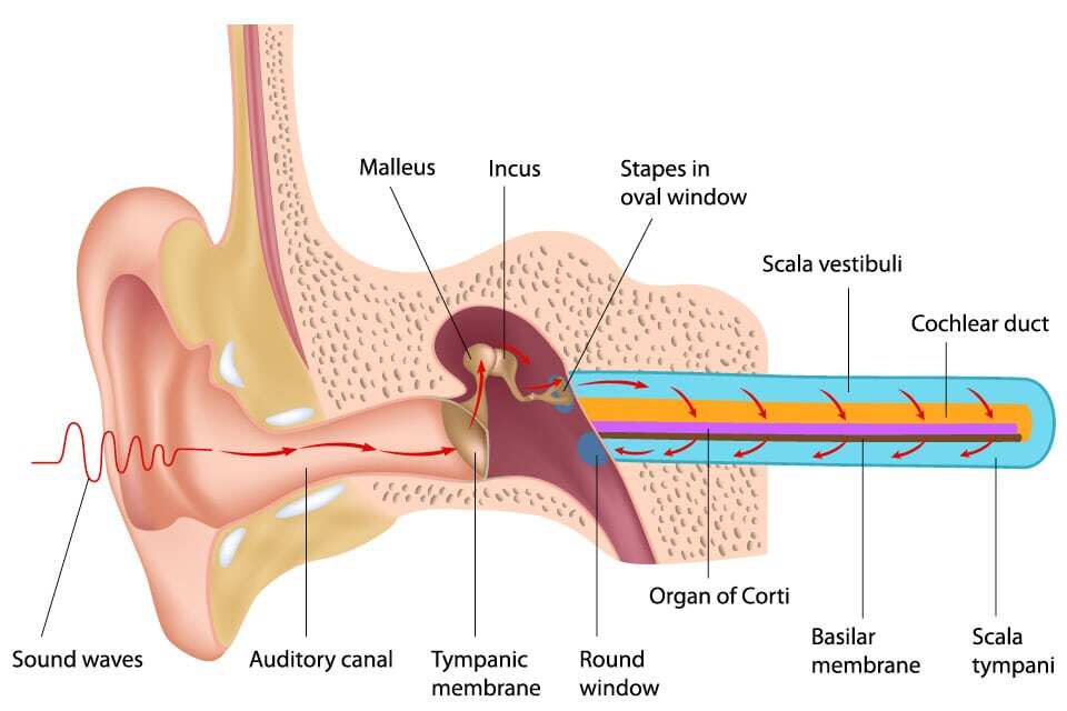 Hearing Loss